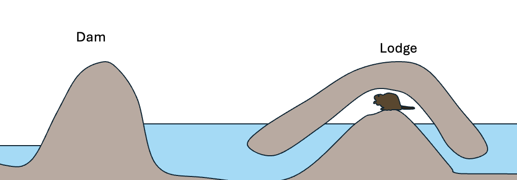 A diagram of an ordinary beaver dam and beaver lodge. The beaver dam creates a pond of elevated water, and the lodge is in this pond area. A beaver is inside the lodge.
