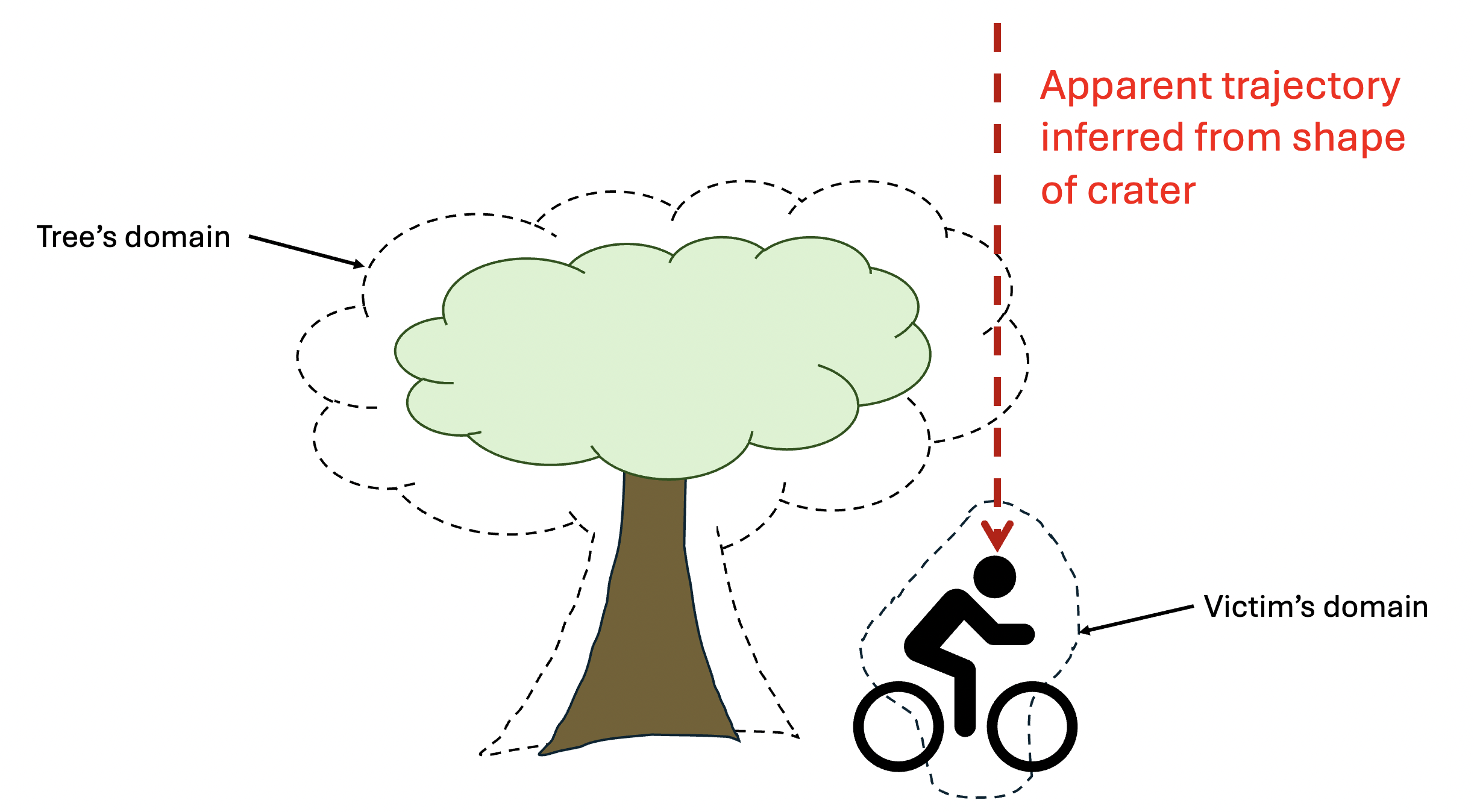A diagram of the situation Shera is describing. A bicyclist is riding beneath a tree. A region encompassing the tree and a small area of space outside the tree is labeled 